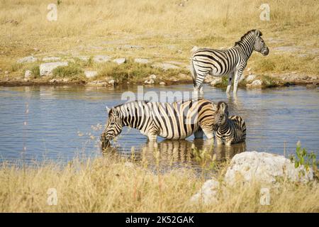 Les zèbres de Burchell (Equus quagga burchellii) à boire au trou d'eau. Parc national d'Etosha, Namibie, Afrique Banque D'Images