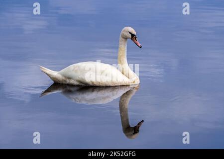 Reflet du cygne muet (Cygnus olor) baignade immature dans l'eau du lac, Parc Marquenterre, Baie de la somme, France Banque D'Images