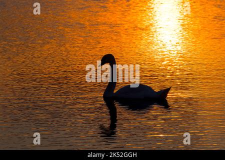 Mute Swan (Cygnus olor) nageant dans l'eau du lac, silhoueté au coucher du soleil, Parc du Marquenterre, Baie de la somme, France Banque D'Images