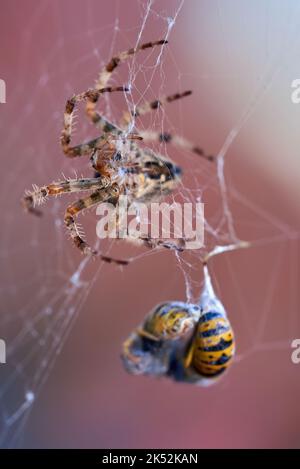 Araignée de jardin européenne avec guêpes dans le web (Araneus diadematus).Araignée femelle et sa proie Banque D'Images