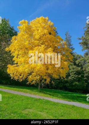 Un noyer noir (Juglans nigra) aux couleurs d'automne jaune brillant dans un parc public contre un ciel bleu profond. Banque D'Images