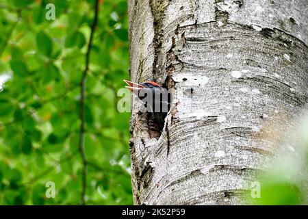 France, Doubs, faune, oiseau, Piciforme, Pic noir (Dryocopus martius), nid, alimentation jeune, hêtre Banque D'Images