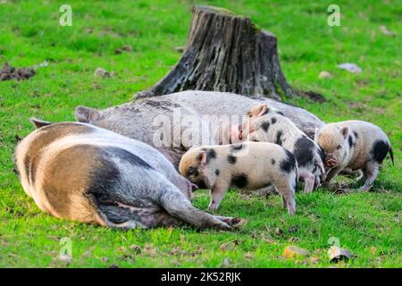 Haltern, NRW, Allemagne. 05th octobre 2022. Quatre petits porcelets vietnamiens à ventre plat, une race asiatique traditionnelle en danger de disparition, explorent leur grande réserve naturelle en plein soleil en fin d'après-midi. Les porcelets sont nés il y a 2 semaines à Granat Wildlife Reserve près de Haltern dans la campagne de Muensterland, où ils se déplacent librement et enchantent les visiteurs avec leurs shenanigans. Credit: Imagetraceur/Alamy Live News Banque D'Images