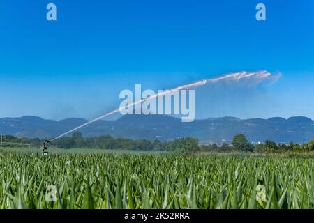 France, Puy de Dome, Saint Beauzire, irrigation d'un champ de maïs, plaine de Limagne, la chaîne des Pans en arrière-plan Banque D'Images