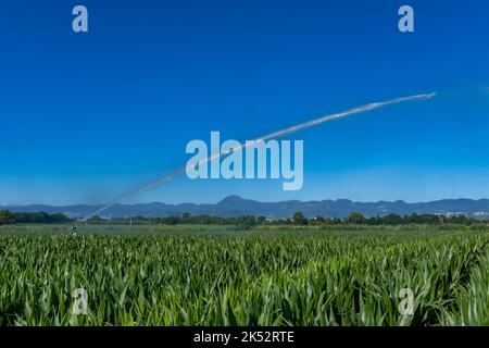 France, Puy de Dome, Saint Beauzire, irrigation d'un champ de maïs, plaine de Limagne, la chaîne des Pans en arrière-plan Banque D'Images