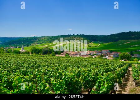 France, Côte d'Or, Bourgogne climats classés au patrimoine mondial de l'UNESCO, route des Grands crus, vignoble de la Côte de Beaune, Auxey Duresses, village a Banque D'Images