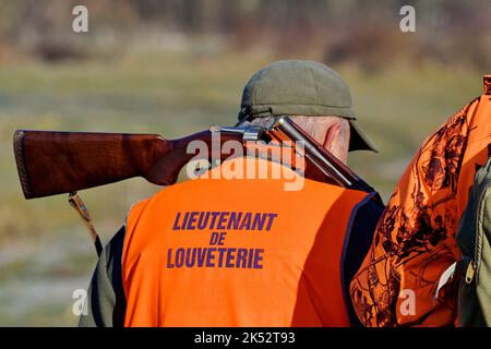 France, Doubs, chasse, sanglier battu Banque D'Images