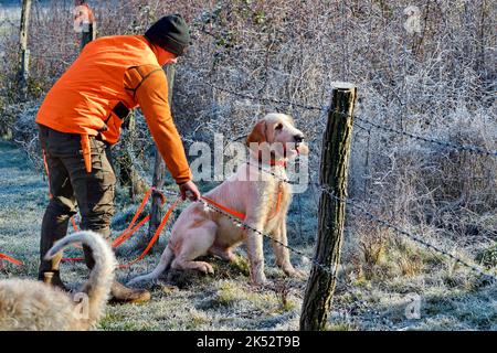 France, Doubs, chasse, sanglier battu Banque D'Images