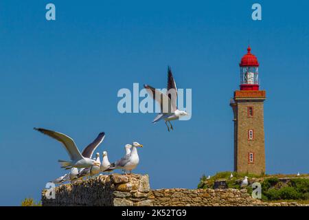 France, Vendée, île de Noirmoutier, alignement des goélands argentés sur un mur en pierre en face du phare de l'Ile du Pilier, réserve ornithologique Banque D'Images