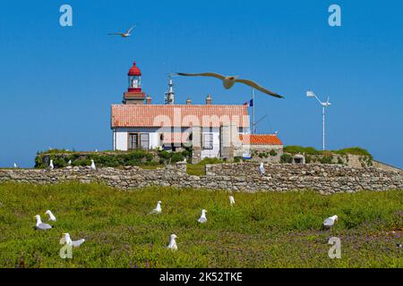 France, Vendée, île de Noirmoutier, goélands argentés en face du sémaphore et du phare de l'île de Pilier, réserve ornithologique appartenant à t Banque D'Images