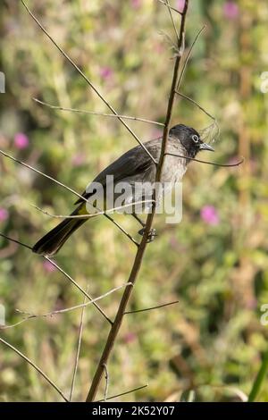 Un bulbul blanc spectaculaire perché sur une branche d'arbre sèche au soleil. Banque D'Images