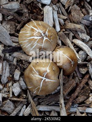 Champignons dans Cann Park, Union City, Californie Banque D'Images