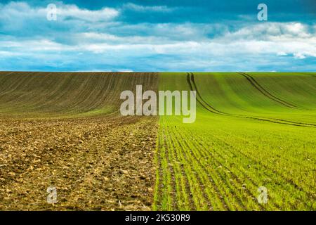 France, Meurthe-et-Moselle, pays du Saintois, jeunes plantules dans les champs, campagne typique de Lorraine Banque D'Images