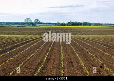 France, Meurthe-et-Moselle, pays du Saintois, jeunes plantules dans les champs, campagne typique de Lorraine Banque D'Images