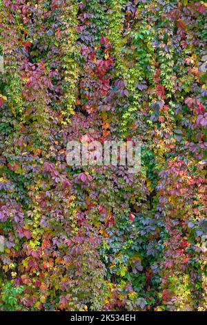 Coloré Autumn Virginia Creeper, Wild Grape Background. Résumé feuilles d'automne pourpre, rouge et orange arrière-plan. Le violet laisse la plante du super-réducteur sur Un Wa Banque D'Images