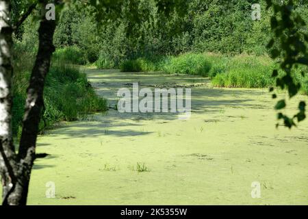 Zone marécageuse de duckweed avec de l'eau stagnante et de la duckweed commune à la surface parmi en Russie Banque D'Images