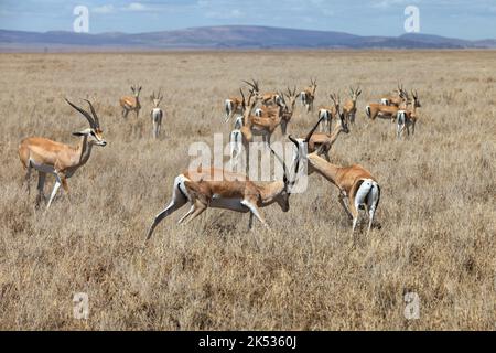 Un grand troupeau d'antilopes Impala se reposant dans un parc en Afrique du Sud pendant la journée Banque D'Images