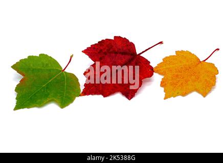 Saisons d'automne feuilles d'érable isolées sur fond blanc Banque D'Images
