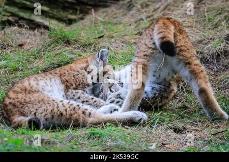 Haltern, NRW, Allemagne. 05th octobre 2022. Deux chatons du Lynx eurasien (lynx), nés au début de l'été, jouent avec leur mère et courent dans leur grande enceinte extérieure à Granat Wildlife Reserve près de Haltern dans Westfalen. Les Lynxes eurasiennes, autrefois communes dans de nombreuses régions de l'Allemagne mais éteintes par le milieu de 19th ct, ont été ré-inculquées à la nature dans certains parcs nationaux en 1990s. Credit: Imagetraceur/Alamy Live News Banque D'Images
