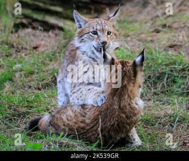 Haltern, NRW, Allemagne. 05th octobre 2022. Deux chatons du Lynx eurasien (lynx), nés au début de l'été, jouent avec leur mère et courent dans leur grande enceinte extérieure à Granat Wildlife Reserve près de Haltern dans Westfalen. Les Lynxes eurasiennes, autrefois communes dans de nombreuses régions de l'Allemagne mais éteintes par le milieu de 19th ct, ont été ré-inculquées à la nature dans certains parcs nationaux en 1990s. Credit: Imagetraceur/Alamy Live News Banque D'Images