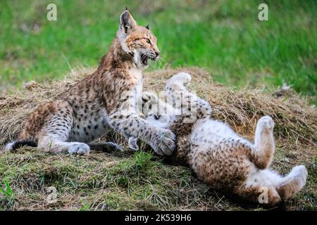 Haltern, NRW, Allemagne. 05th octobre 2022. Deux chatons du Lynx eurasien (lynx), nés au début de l'été, jouent avec leur mère et courent dans leur grande enceinte extérieure à Granat Wildlife Reserve près de Haltern dans Westfalen. Les Lynxes eurasiennes, autrefois communes dans de nombreuses régions de l'Allemagne mais éteintes par le milieu de 19th ct, ont été ré-inculquées à la nature dans certains parcs nationaux en 1990s. Credit: Imagetraceur/Alamy Live News Banque D'Images