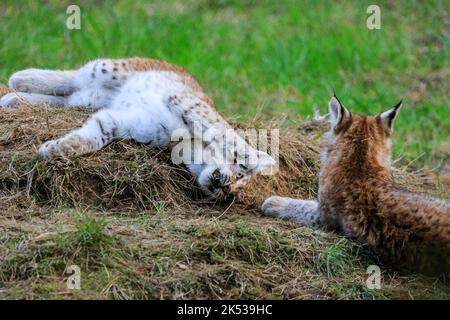 Haltern, NRW, Allemagne. 05th octobre 2022. Deux chatons du Lynx eurasien (lynx), nés au début de l'été, jouent avec leur mère et courent dans leur grande enceinte extérieure à Granat Wildlife Reserve près de Haltern dans Westfalen. Les Lynxes eurasiennes, autrefois communes dans de nombreuses régions de l'Allemagne mais éteintes par le milieu de 19th ct, ont été ré-inculquées à la nature dans certains parcs nationaux en 1990s. Credit: Imagetraceur/Alamy Live News Banque D'Images