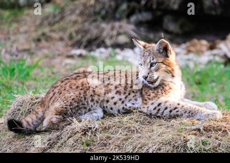 Haltern, NRW, Allemagne. 05th octobre 2022. Deux chatons du Lynx eurasien (lynx), nés au début de l'été, jouent avec leur mère et courent dans leur grande enceinte extérieure à Granat Wildlife Reserve près de Haltern dans Westfalen. Les Lynxes eurasiennes, autrefois communes dans de nombreuses régions de l'Allemagne mais éteintes par le milieu de 19th ct, ont été ré-inculquées à la nature dans certains parcs nationaux en 1990s. Credit: Imagetraceur/Alamy Live News Banque D'Images