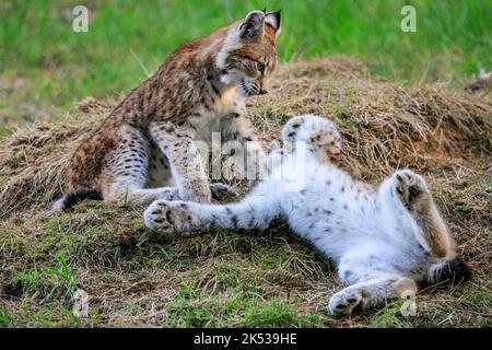 Haltern, NRW, Allemagne. 05th octobre 2022. Deux chatons du Lynx eurasien (lynx), nés au début de l'été, jouent avec leur mère et courent dans leur grande enceinte extérieure à Granat Wildlife Reserve près de Haltern dans Westfalen. Les Lynxes eurasiennes, autrefois communes dans de nombreuses régions de l'Allemagne mais éteintes par le milieu de 19th ct, ont été ré-inculquées à la nature dans certains parcs nationaux en 1990s. Credit: Imagetraceur/Alamy Live News Banque D'Images