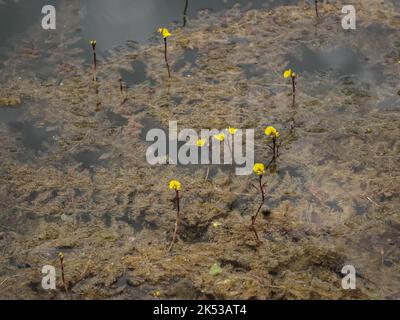 Fleurs jaunes du bladdermoût commun (nom latin : Utricularia vulgaris) dans l'étang de la Serbie occidentale Banque D'Images