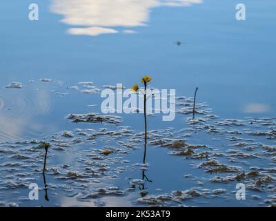 Fleurs jaunes du bladdermoût commun (nom latin : Utricularia vulgaris) dans l'étang de la Serbie occidentale Banque D'Images