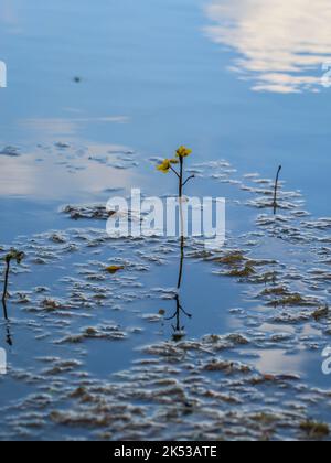 Fleurs jaunes du bladdermoût commun (nom latin : Utricularia vulgaris) dans l'étang de la Serbie occidentale Banque D'Images