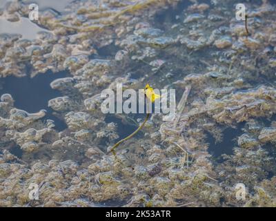 Fleurs jaunes du bladdermoût commun (nom latin : Utricularia vulgaris) dans l'étang de la Serbie occidentale Banque D'Images