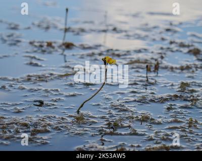 Fleurs jaunes du bladdermoût commun (nom latin : Utricularia vulgaris) dans l'étang de la Serbie occidentale Banque D'Images