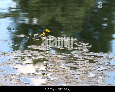 Fleurs jaunes du bladdermoût commun (nom latin : Utricularia vulgaris) dans l'étang de la Serbie occidentale Banque D'Images