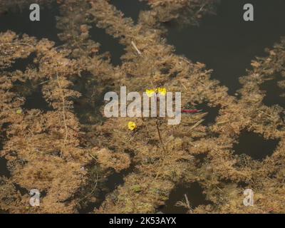 Fleurs jaunes du bladdermoût commun (nom latin : Utricularia vulgaris) dans l'étang de la Serbie occidentale Banque D'Images