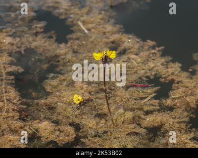 Fleurs jaunes du bladdermoût commun (nom latin : Utricularia vulgaris) dans l'étang de la Serbie occidentale Banque D'Images