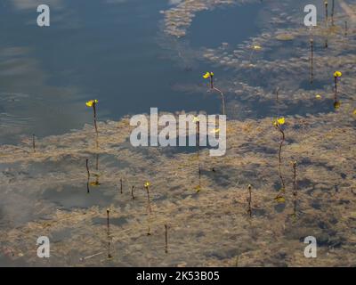 Fleurs jaunes du bladdermoût commun (nom latin : Utricularia vulgaris) dans l'étang de la Serbie occidentale Banque D'Images