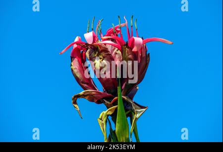 Gros plan de la fleur de Gymea Lily (Doryanthes Excelsa) à Sydney, Nouvelle-Galles du Sud, Australie (photo de Tara Chand Malhotra) Banque D'Images