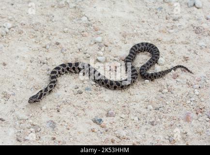 Un jeune serpent à nain des Prairies (Lampropeltis caligaster) du comté de Stafford, Kansas, États-Unis. Banque D'Images