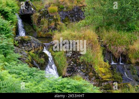 Cascade sur la rivière Severn dans la forêt de Hafren près de Llanidloes, Powys, pays de Galles du centre, Royaume-Uni Banque D'Images