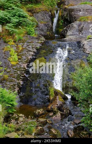 Cascade sur la rivière Severn dans la forêt de Hafren près de Llanidloes, Powys, pays de Galles du centre, Royaume-Uni Banque D'Images