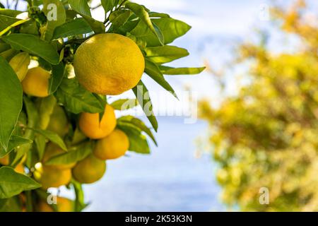 Mandarine. mandarine mûre accrochée aux branches. De beaux fruits juteux sains qui poussent dans un jardin ensoleillé. Agrumes biologiques et sains à l'extérieur. Fractionner Banque D'Images