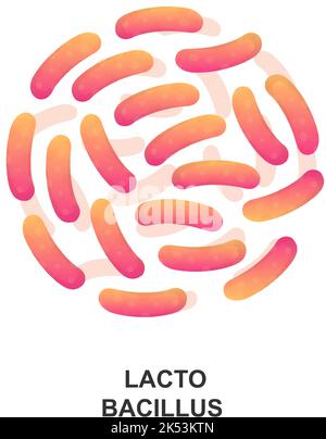 Lactobacillus. Bactéries probiotiques. Bonnes bactéries et micro-organismes pour la santé humaine. Illustration vectorielle Illustration de Vecteur