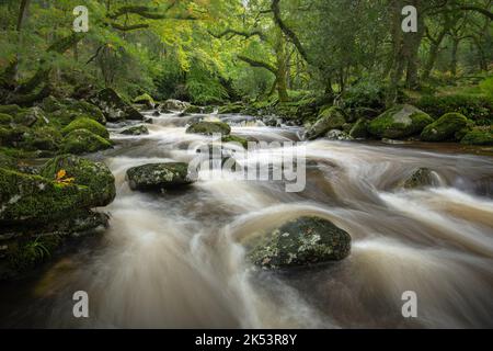 Bois de Dewerstone; Parc national de Dartmoor, Devon: 5th oct. 2022. Météo au Royaume-Uni: La rivière Plym en cascade sur des rochers de granit après les fortes pluies de cette semaine. Le mousseur est réglé pour être modifiable pour le reste de la semaine apportant une sensation distinctement automnale. Credit: Celia McMahon/Alamy Live News Banque D'Images