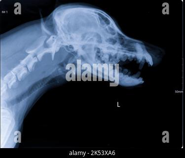 Image numérique à rayons X de la tête et du cou du crâne du chien à bouche ouverte. Imagerie du crâne, des dents et de la trachée. Vue latérale. Banque D'Images