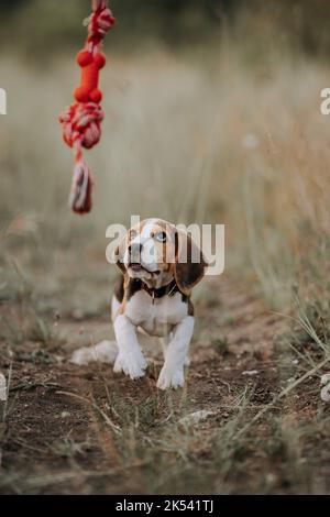 Joyeux beagle chiot jouant jouet préféré - rouge avec son propriétaire sur fond de nature à l'extérieur. Chien actif passant du bon temps à la campagne. Chasse Banque D'Images