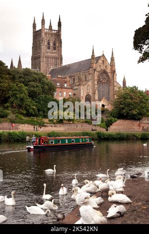 Sanctuaire et cathédrale de Worcester Swan sur le fleuve Severn depuis Bromwich Parade, Worcestershire, Angleterre Banque D'Images