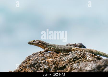 Gros plan d'un lézard sur une roche volcanique de l'île Graciosa, Açores Banque D'Images