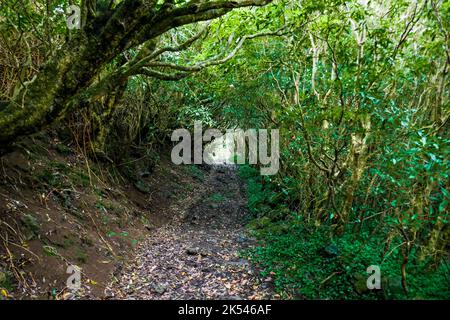 Un sentier de randonnée pédestre dans la nature sur l'île de Graciosa, Açores Banque D'Images