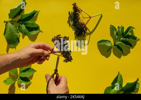 Le bouquet de baies de sureau et le jardin cisaillent entre les mains sur un fond jaune clair.baies de Sambucus.baies de sureau noir et feuilles de sureau sur un Banque D'Images